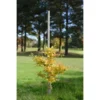 B&M Tree Pole 8ft