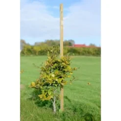 B&M Dahlia Stakes 1.2m X 25mm -Cheap A Fresh Garden Store 265776 dahlia stake120x25mm