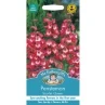 B&M Penstemon Scarlet Queen Seeds