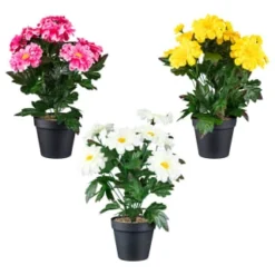 B&M Zinnia Plant Pot - Yellow -Cheap A Fresh Garden Store 392826 zinnia in pot group