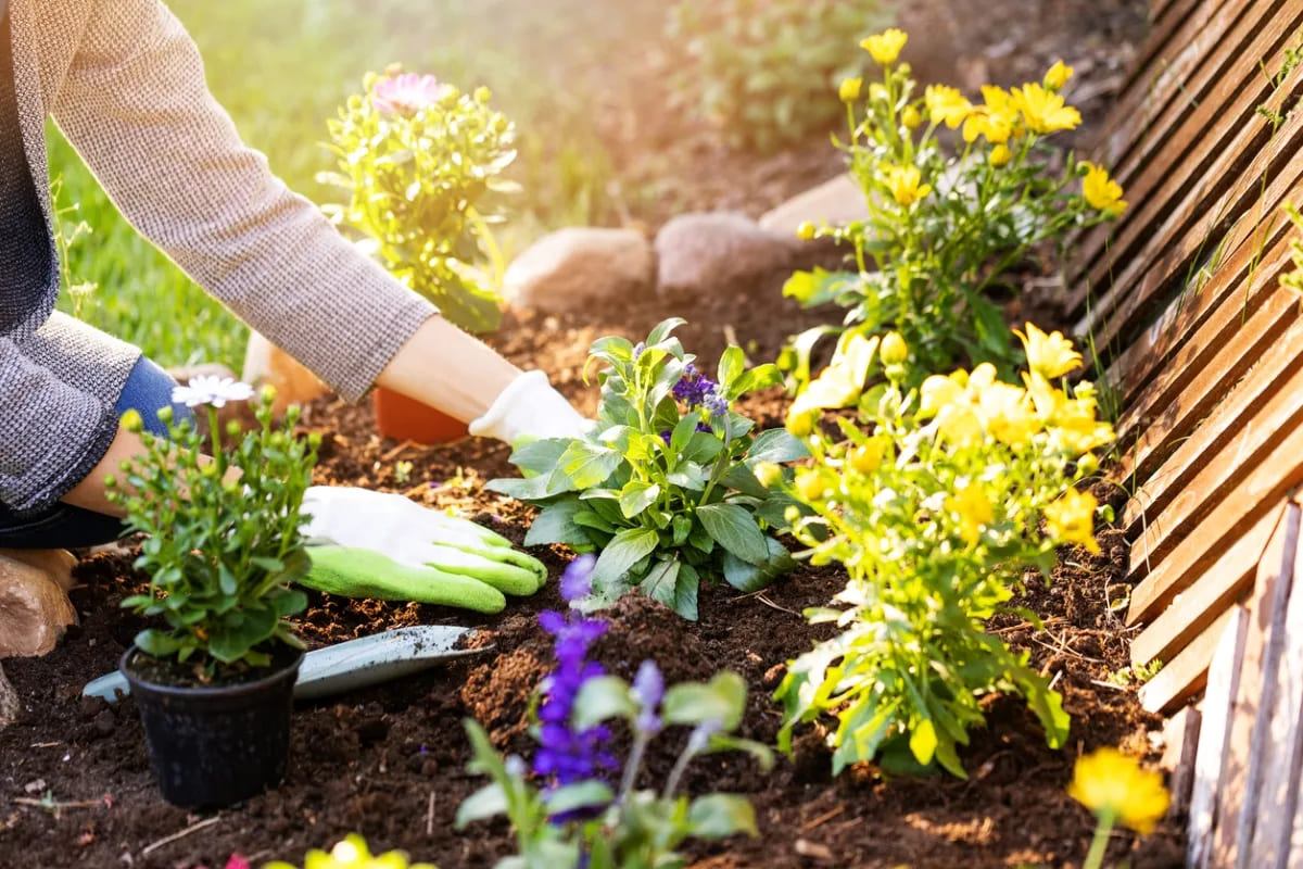 Cheap A Fresh Garden Store -Cheap A Fresh Garden Store iStock 964395046 plants for your easiest garden ever woman planting flower garden